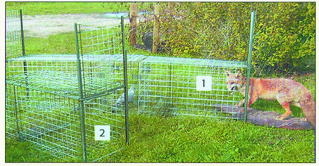 Boite renard 1 porte + appât